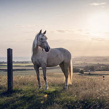 Palomino Horse At Sunset