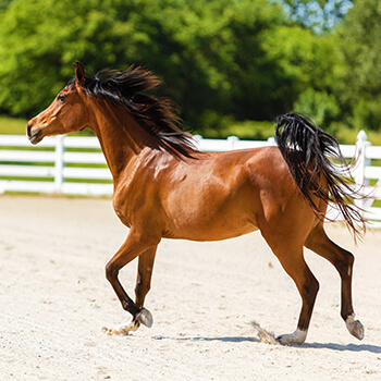 Arabian Horse Running