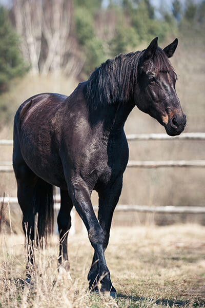 Black Horse Walking