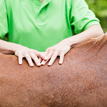 Veterinarian Performing Chiropractics At Horse