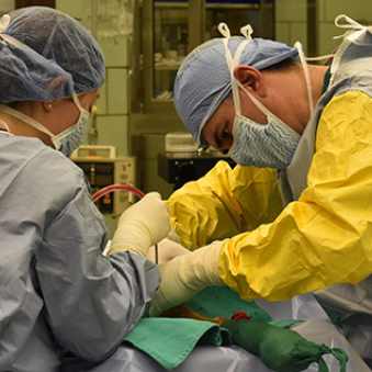 Equine Surgery Equine Surgery