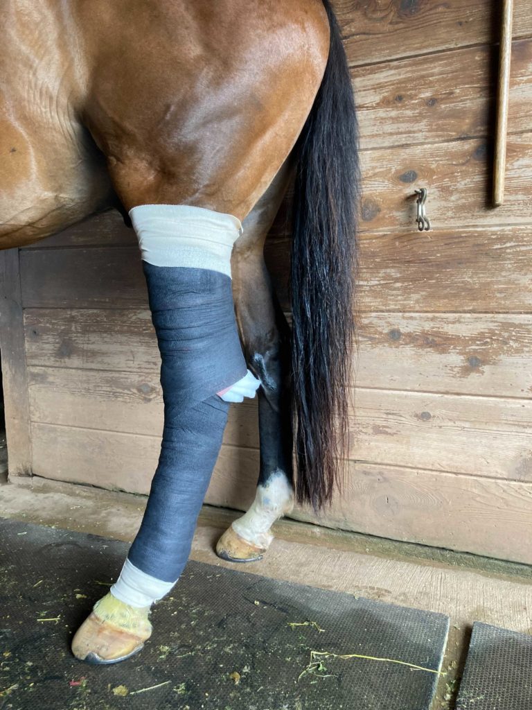 Bandaged horse with cellulitis