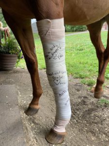 Bandaged horse with cellulitis