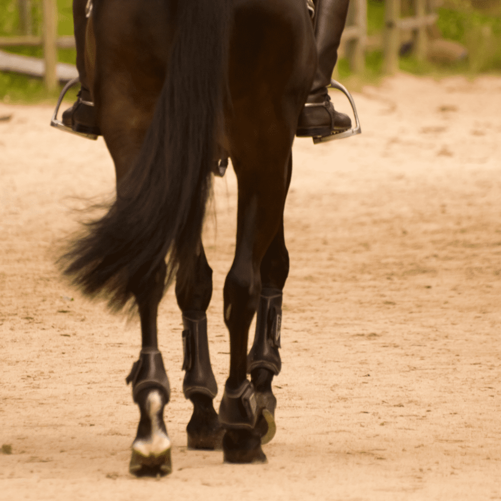 Horse walking