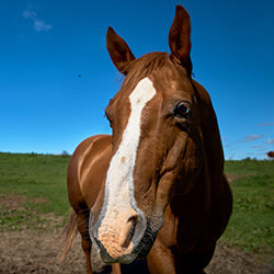 Close Up Portrait Of A Horse Looking Straight Into The Camera Against A Blue Sky