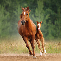 Chestnut Mare And Foal Run Free