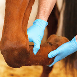 Veterinarian Examining Horse Leg Tendons.